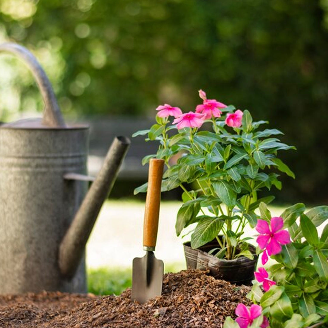 Beginner's Guide To Gardening