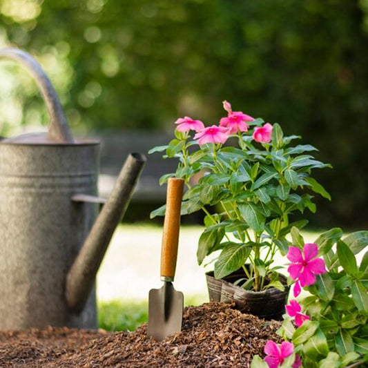 Beginner's Guide To Gardening